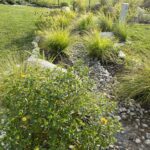 Landscaped garden with ornamental grasses, small shrubs, and river rocks in a residential backyard.